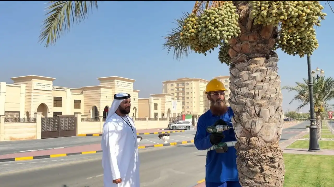 بلدية دبا الحصن تبدأ مشروع حصر وترقيم أشجار النخيل
